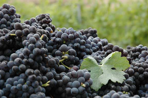 Jalama Wine